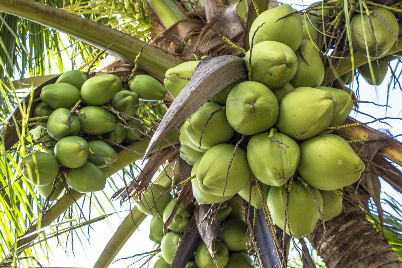 Main-sub – Coconut | TBC Ingredients ApS